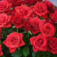 ❤️لله قلبي ❤️ (@r_n_s90) 's Twitter Profile