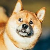 shiba_855's profile picture. 