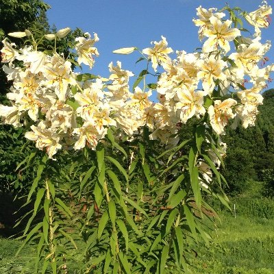 heUnFSvWEznTDdl's profile picture. 両親は健康寿命、プログラミング学習して在宅フリーランスになりたいなぁ