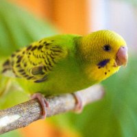 きたの ももじ三太夫 (@4mt89wmaeyn6xzj) 's Twitter Profile Photo