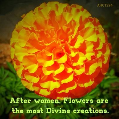 AHC1294's profile picture. Being My Self 😎