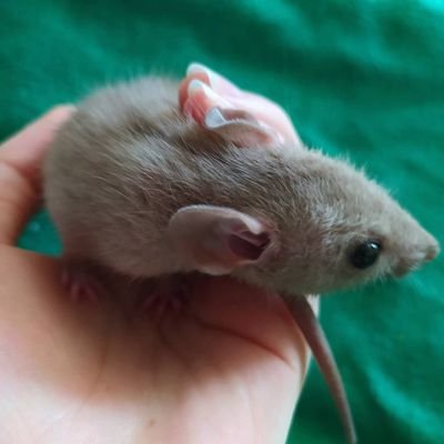 AnnotationsOwo's profile picture. 