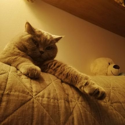 ukaszek6's profile picture. 🌈🃏🔩🔄🇵🇱🐱🐶🤔⚡