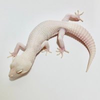 Bianco Leopa (@bianco_leopa) 's Twitter Profile