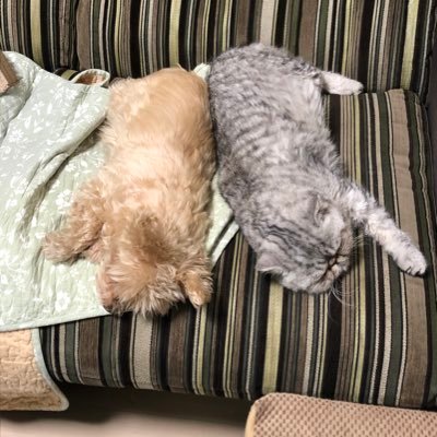 犬3匹(ミックス)猫2匹(スコティッシュ、エキゾチック)旦那さんと茨城で暮らしています。娘は、都会に旅立ちました。 YouTube、mきよっち、にて我が家の犬猫動画載せてます。うちのかわいい子 達見てね。