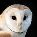 DAN FORDER WILDLIFE - Birds & Nature (@danfwildlife) Twitter profile photo DAN FORDER WILDLIFE - Birds & Nature (@danfwildlife) Twitter profile photo
