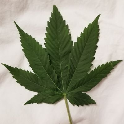 AdriannaS6925's profile picture. Mother, Wife, Daughter, Cannabis Enthusiast and a follower of Christ!
@cdncannabisgirl on Insta