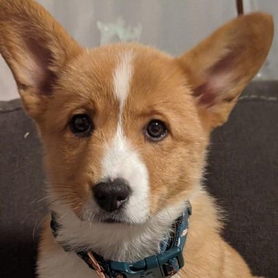 CorgiPosey's profile picture. I'm just a corgi pup living with humans who've never met a corgi. Let the games begin!