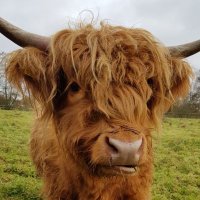 Ben McOwen Wilson (@ben_mw) 's Twitter Profile