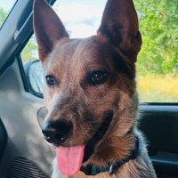 NordiqueWolfe655 (@nwolfe655) 's Twitter Profile
