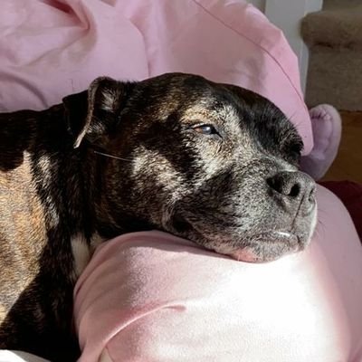 katogirly's profile picture. 