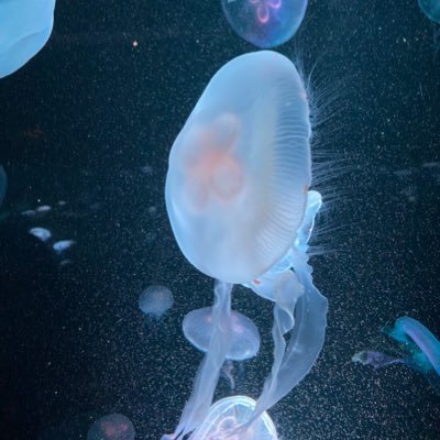 くらげのえさ Ephyra Aquarium Twitter