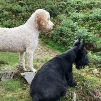 sue caisley (@caisleysue) 's Twitter Profile