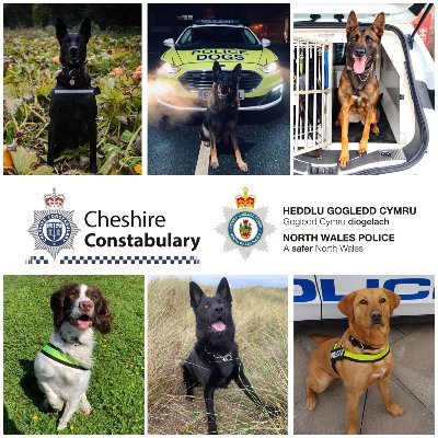 ChNWPoliceDogs Profile Picture