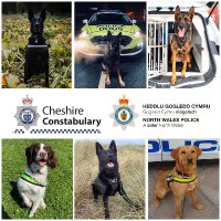 ChNW Police Dogs(@ChNWPoliceDogs) 's Twitter Profileg