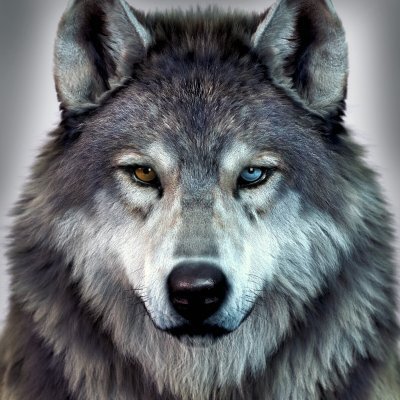 Terror_Rs's profile picture. The Wolves Return