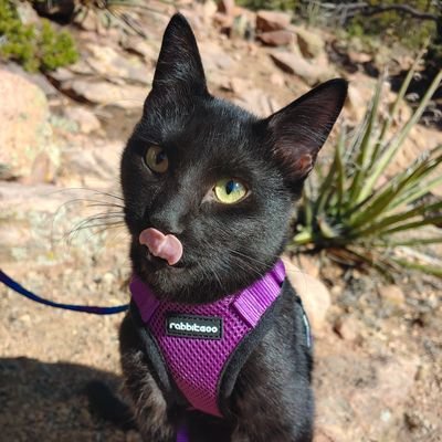 🎂 8 Months
🐱 Sister Lucha
🌵 New Mexico