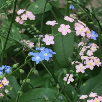 全てに愛を💕子供の頃からの信条です。過去に閉じてしまった扉を今こそ開きます。花🌸木🌳🌿、空、山、自然が大好き。スピリチュアル、音楽、絵、本好き。 海外在住経験あり、サバイバル子育てほぼ終了。波乱万丈人生。Twitterの中でよく迷子_(:3｣∠)_ﾊﾟﾀﾘ