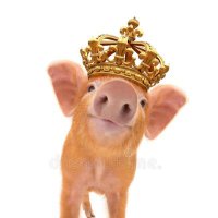 Piggyking (@piggyking9) 's Twitter Profile