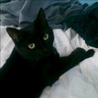 SapphireScot's profile picture. 