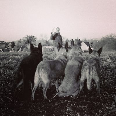 DMC/FCI Malinois Leistungszucht 2001-2019: de l'origine de faucon rouge  *Webwork, Fotografie, Zucht, Genetik*
@AntjeRemus