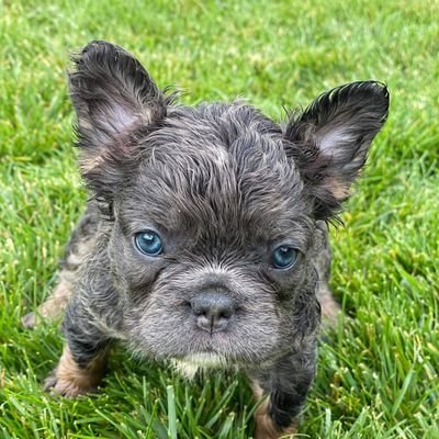 FrenchiesLvl's profile picture. Our french bulldogs are all akc certified. bread in house.