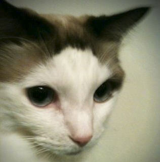 shojiot's profile picture. shoji otsuki 大槻昇司 ミカンクリエイティブ 広告系Web Creative , Plan，Editor，Writer。 Web制作のお手伝い、情報の整理などやってます。ワインが飲めると機嫌がいい。iPad/iPhone/Mac。Macは昔々、Macintoshと呼ばれていた1988年からユーザーです。