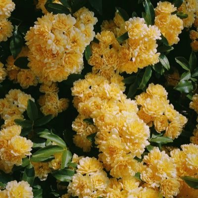 真夜 Twitterren カイには 赤いバラの蕾か花のドライフラワー 花束じゃなくて一本とか少なめがいいな 花言葉は蕾が あなたに尽くします 咲いてる方が 情熱 ファンに心をさしあげますって言ってくれたり 踊る姿に当てはまると思う Exoで妄想 Kai Exo 真夜 Twitterren カイには 赤いバラの蕾か花のドライフラワー 花束じゃなくて一本とか少なめがいいな 花言葉は蕾が あなたに尽くします 咲いてる方が 情熱 ファンに心をさしあげますって言ってくれたり 踊る姿に当てはまると思う Exoで妄想 Kai Exo