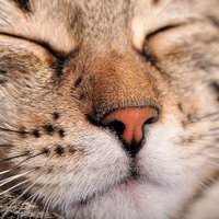 🇨🇴AA (@i_love_cats_123) 's Twitter Profile Photo 🇨🇴AA (@i_love_cats_123) 's Twitter Profile Photo