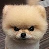PendejoNaranja's profile picture. 🇺🇸 🇺🇦
Project 2025 (aka Agenda 47) is destroying democracy. 
Stinky's a lying, narcissistic psychopath.
Things will suck.