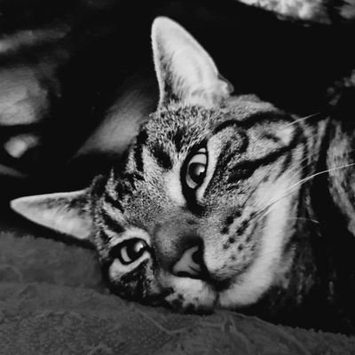 leaniegough1's profile picture. 