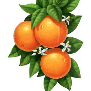 brandgrower's profile picture. 