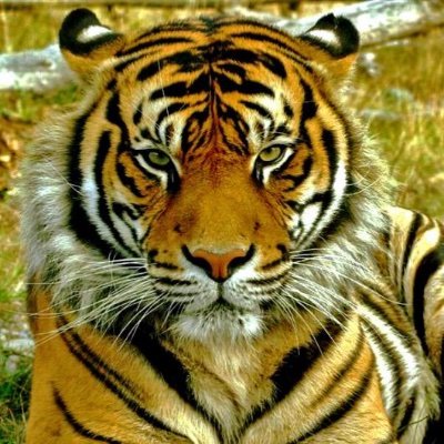 Tabbbycat's profile picture. Writer
Investor
Troublemaker
Real estate mogul
Defender of freedom and speech
Wild as an alley cat and twice as persistent