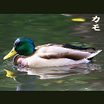 kamo_moka1124's profile picture. ポルノグラフィティ/蒼井優/東方神起/ﾊﾞｲｸ/油画/工場/廃墟/IC21/東海ﾊﾟﾙﾌﾟ/相棒/堤監督/中島監督/石井監督/乙一/伊坂幸太郎/SPEC/常葉学園菊川/立川美術学院/多摩美大………いろいろ並べてみた