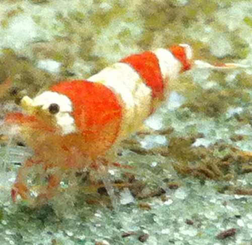 Visit out Website for the Latest Articles on Freshwater Aquarium Shrimp and how to keep them!