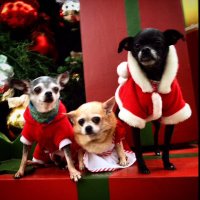 gay blanke (@lilospot) 's Twitter Profile