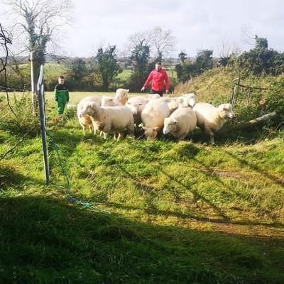Father to 2 beautiful children and husband to my beautiful wife. Father and son team running a flock of Poll Dorset's based in, Lisburn, Northern Ireland.