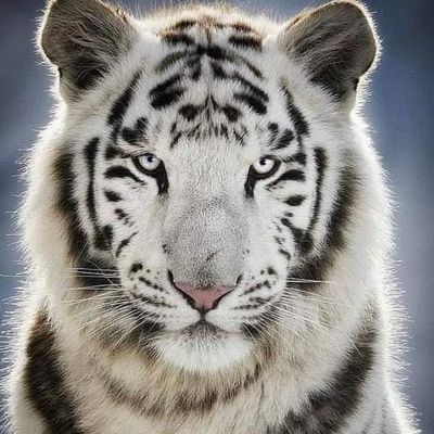 bidard_didier's profile picture. je suis gentil doux sympa et me prend pas la tête