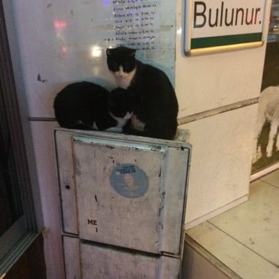 mrt10854264's profile picture. Sadece eğlenceli için