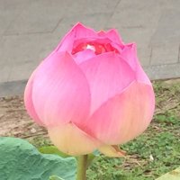 芙蓉@栄養・美容オタ (@mutablepnhb) 's Twitter Profile