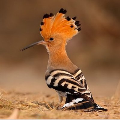 mas13538's profile picture. 