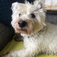Chris Hall (@chrish1863) 's Twitter Profile