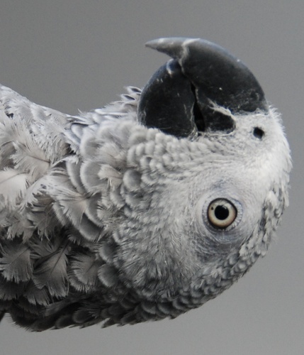 TomAPeter's profile picture. 