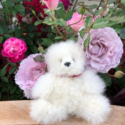 AthenaAlpaca's profile picture. ペルーより選りすぐりのアルパカ製品を直輸入販売しています。アルパカぬいぐるみとクマぬいぐるみが人気です。可愛いですよ♪ 卸しのご相談もお気軽にお問い合わせください。♡ペルー直輸入 ベビーアルパカ製品専門店 Athena Alpaca（アテナアルパカ）