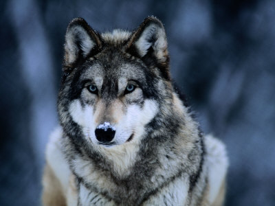 ciggg's profile picture. ゾンビ映画がお好きだなんてステキですよ