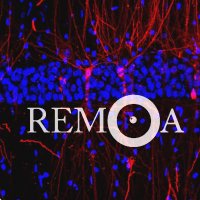 REMOA-Spanish Network for Advanced Microscopy(@REMOABioimaging) 's Twitter Profile Photo