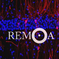 REMOA-Spanish Network for Advanced Microscopy (@remoabioimaging) 's Twitter Profile Photo REMOA-Spanish Network for Advanced Microscopy (@remoabioimaging) 's Twitter Profile Photo