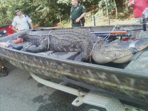 pornytube's profile picture. Most things are irritating.  Some things are tolerable.  Shit Master Deluxe.  Turdlish Magoo.