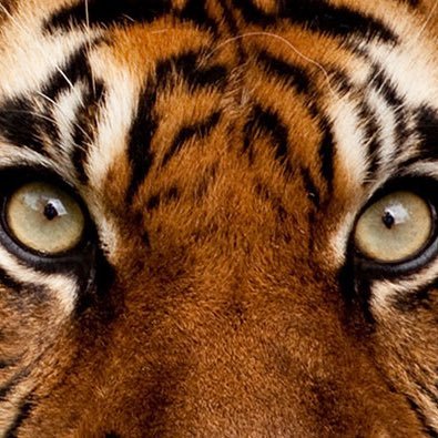 jpfederico_'s profile picture. Pharmacist, Tennis fan.