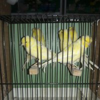 Ahmet tr (@ahmet_haslaman) Twitter profile photo